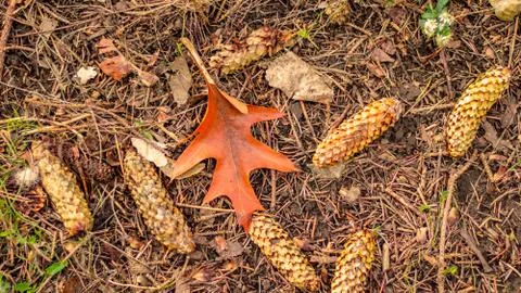 Maple Leaf On Ground Surrounded By Pine Cones. Stock Photos