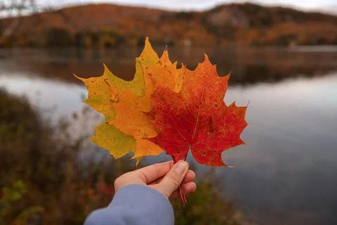 Maple leaf in hand against the background of the lake and mountains. Foto stock