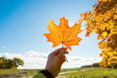 Maple leaf in hand against sky background Stock Photos