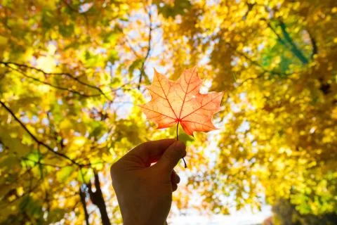 Maple leaf in hand on a blurred background of autumn leaves Stock Photos