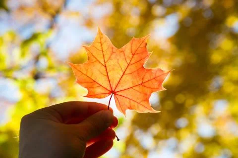 Maple leaf in hand on a blurred background of autumn foliage Stock Photos