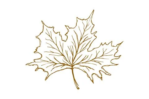Maple leaf, hand-drawn, design elements for invitations, greeting cards. vect Stock Illustration
