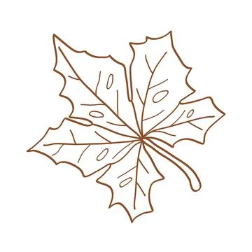 Maple leaf hand drawn line element autumn season.Vector illustration Stock Illustration