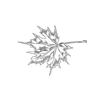Maple leaf hand drawn sketch vector illustration on white background. Stock Illustration