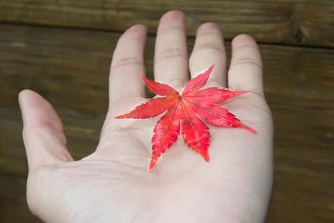 Maple Leaf on the hand Foto stock