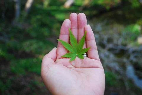 Maple leaf in hand Stock Photos