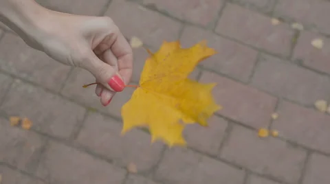 Maple leaf in the hand rotate Stock Footage 55302757