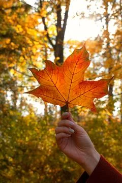 Maple leaf in hand with sunlight breaking through the trees Stock Photos