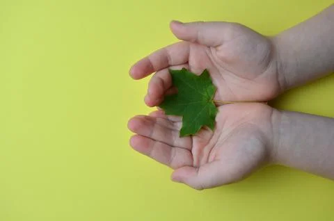 Maple leaf in the hands of a child. Stock Photos