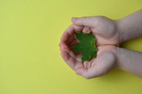 Maple leaf in the hands of a child on a yellow background. Stock Photos