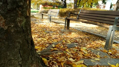 The maple leaf has fallen benches to looking sad fall day. 库存影片 122905104