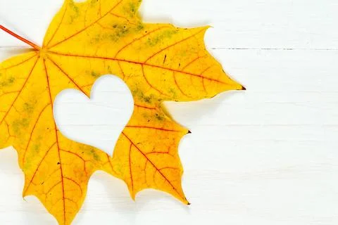 Maple leaf with heart shape Maple leaf with heart shape on the white woode... Stock Photos