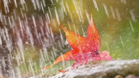 Maple leaf in heavy rain Video stock 82709612