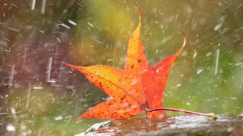 Maple leaf in heavy rain Stock Footage 82709653