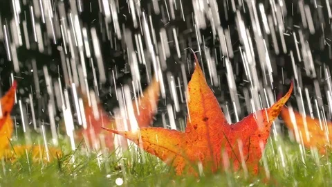 Maple leaf in heavy rain Stock-Footage 82709719