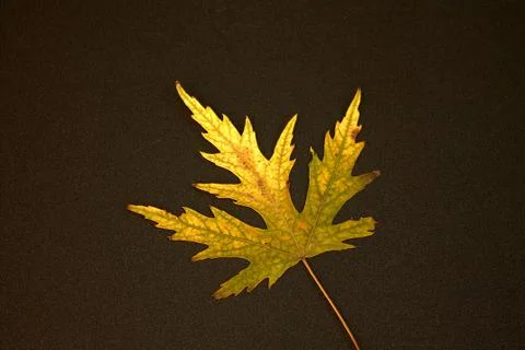 Maple leaf from herbarium of 1961 Stock Photos