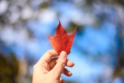 Maple leaf holding in hand focus nature Stock Photos