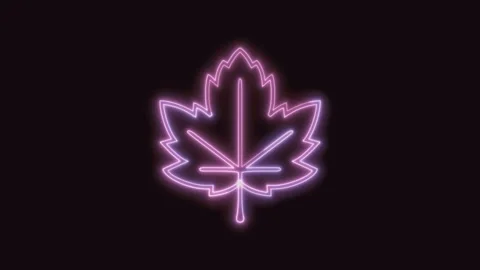 Maple Leaf Icon Neon Seamless Loop with Black Background 4K Stock Footage 311302594