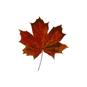 Maple leaf icon vector illustration Stock Illustration
