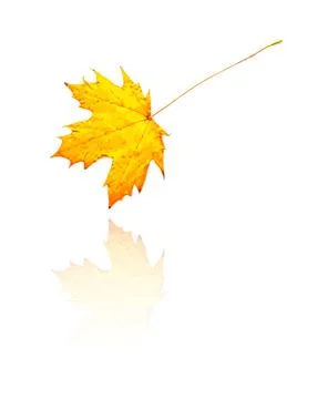Maple leaf Stock Illustration