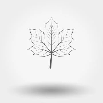 Maple leaf Stock Illustration
