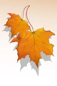 Maple leaf Stock Illustration