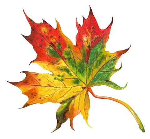 Maple Leaf Stockillustratie