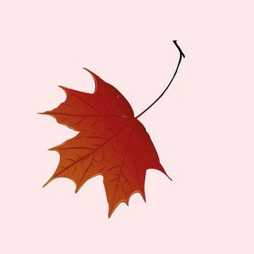 Maple Leaf Stock Illustration