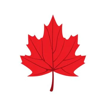 Maple leaf. Stock Illustration