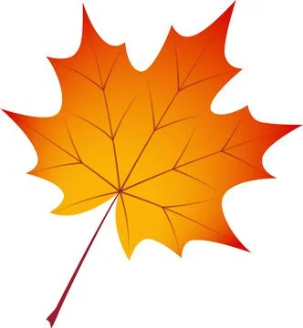 Maple leaf Illustrazione stock