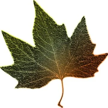 Maple leaf. Stock Illustration
