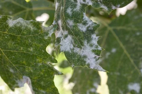 Maple leaf infected with powdery mildew fungal disease Stock-Fotos
