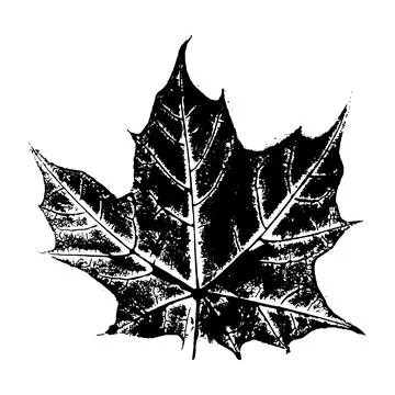 Maple leaf ink stamp. Herbarium print isolated on white. Black maple leaf i.. Stock Illustration