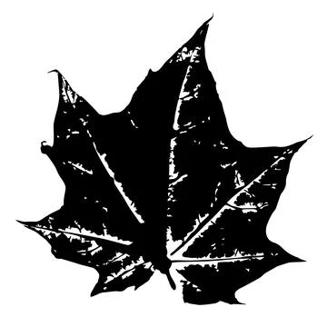 Maple leaf ink stamp. Herbarium print isolated on white. Black maple leaf i.. Illustrazione stock