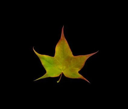 Maple leaf isolated on black background 스톡 사진