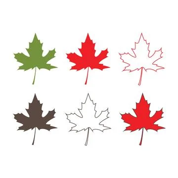 Maple leaf. Isolated maple on white background Stock Illustration