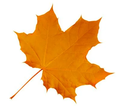 Maple Leaf isolated - Orange Foto stock