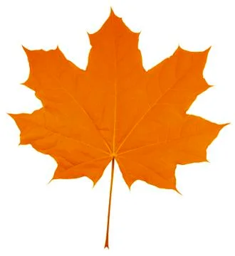 Maple Leaf isolated - Orange Foto stock