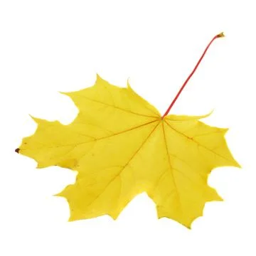 Maple-leaf isolated over white Stock Photos