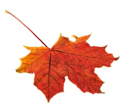 Maple-leaf isolated over white Stock Photos