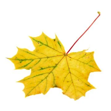 Maple-leaf isolated over white Stock Photos
