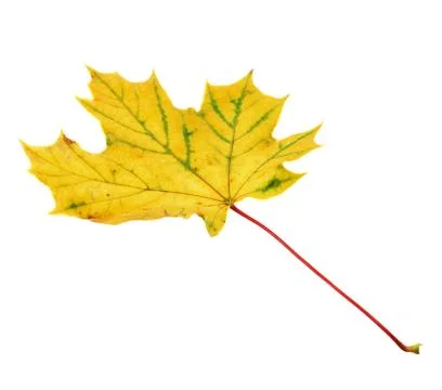 Maple-leaf isolated over white Stock Photos