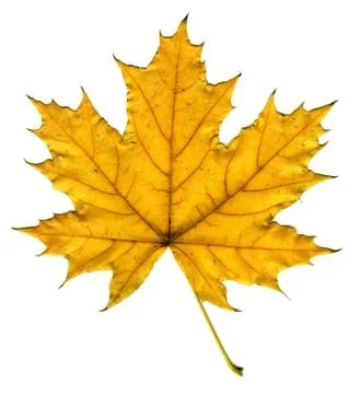 Maple leaf isolated Stock Photos