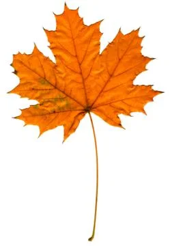 Maple leaf isolated Stock Photos