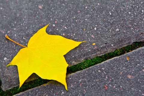 Maple leaf isolated Stock Photos