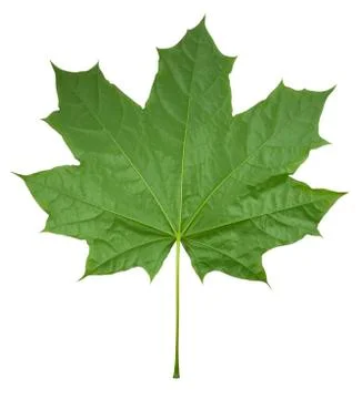 Maple Leaf isolated Foto stock