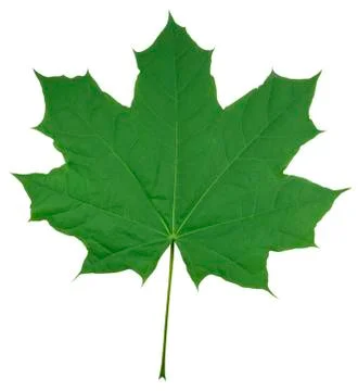 Maple Leaf isolated Stock Photos