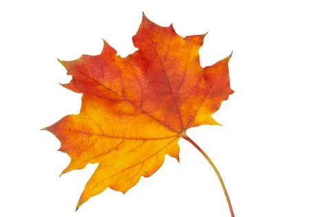Maple leaf isolated Stock Photos