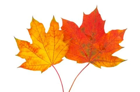 Maple leaf isolated Stock Photos
