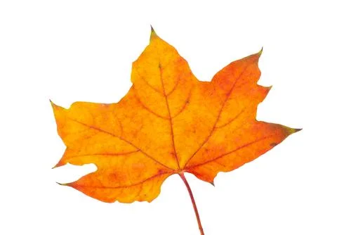 Maple leaf isolated Stock Photos